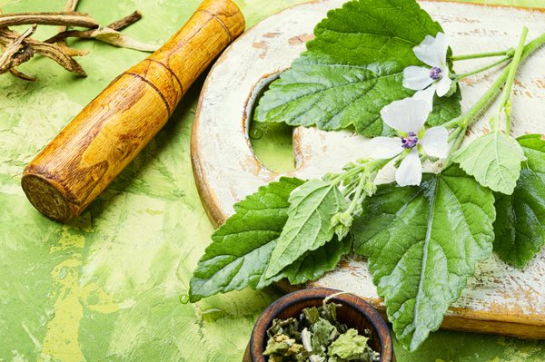 Quels sont les produits à base de plantes médicinales ?