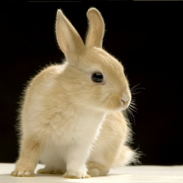 Dites adieu aux dégâts de lapins avec le répulsif pour lapin